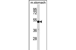 TFCP2L1 Antibody (Center) (ABIN657290 and ABIN2846376) western blot analysis in mouse stomach tissue lysates (35 μg/lane). (TFCP2L1 抗体  (AA 222-251))