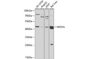 Western blot analysis of extracts of various cell lines, using NODAL antibody (ABIN6133456, ABIN6144699, ABIN6144700 and ABIN6225249) at 1:1000 dilution. (Nodal 抗体  (AA 198-347))