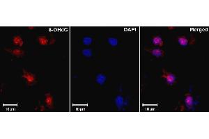 8-hydroxy-guanine Immunofluorescence of mouse monoclonal anti-8-hydroxy-guanine antibody Tissue: Ischemic rat brain Fixation: formalin fixed paraffin embedded Antigen retrieval: not required Primary antibody: 8 hydroxy guanine antibody Localization: nuclear Staining: antibody as red signal with a DAPI blue nuclear counterstain. (8-OHDG 抗体)