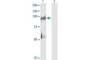 Western Blotting (WB) image for anti-Kinase Suppressor of Ras 2 (KSR2) (AA 411-500) antibody (ABIN567007)