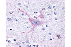 Anti-GPR32 antibody IHC of human brain, cortex. (GPR32 抗体  (Extracellular Domain))