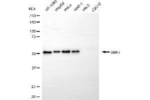 Western blotting analysis using UBR7 antibody (ABIN7800721).