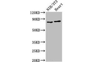 Western Blot Positive WB detected in: NIH/3T3 whole cell lysate, Rat heart tissue All lanes: RPS6KA3 antibody at 2 μg/mL Secondary Goat polyclonal to rabbit IgG at 1/50000 dilution Predicted band size: 84 kDa Observed band size: 84 kDa