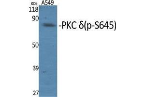 Western Blot (WB) analysis of specific cells using Phospho-PKC delta (S645) Polyclonal Antibody. (PKC delta 抗体  (pSer645))