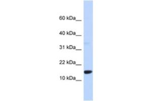 Western Blotting (WB) image for anti-Tumor Protein D52-Like 3 (TPD52L3) antibody (ABIN2463961) (TPD52L3 抗体)