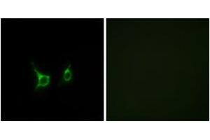 Immunofluorescence analysis of COS7 cells, using FFAR2 Antibody. (FFAR2 抗体  (AA 271-320))