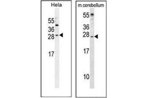 Western blot analysis of IGF2 Antibody in Hela and cell line lysates and in Mouse cerebellum tissue lysates (35µg/lane).