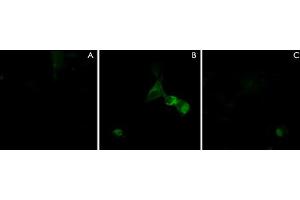 Immunocytochemical double labeling using NRP1 polyclonal antibody  in COS-7 cells mock transfected (A) or transfected with NRP1 constructs (B). (Neuropilin 1 抗体)