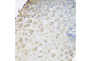 Immunohistochemistry of paraffin-embedded human esophagus using GRPEL2 antibody. (GRPEL2 抗体  (AA 33-225))