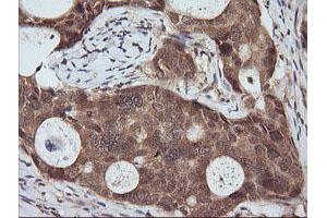 Image no. 2 for anti-Ras Association (RalGDS/AF-6) Domain Family (N-terminal) Member 8 (RASSF8) antibody (ABIN1500618) (RASSF8 抗体)