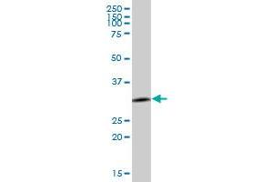 ANXA4 MaxPab polyclonal antibody. (Annexin IV 抗体  (AA 1-321))