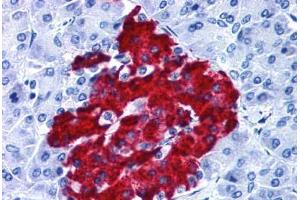 Anti-GPR82 antibody  ABIN1048879 IHC staining of human pancreas.