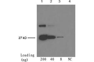 Lane 1-3: 200 ng, 40 ng, 8 ng GFP fusion proteinDetection antibody: Mouse Anti-cGFP-tag Monoclonal Antibody (ABIN398417) The Western blot was performed using One-Step WesternTM Basic Kit (ABIN491503) with 4 µg of the antibody added to 4 mL WB solution. (GFP 抗体)
