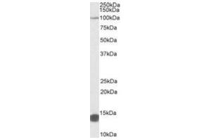 Antibody (0. (TRIM71 抗体  (Internal Region))