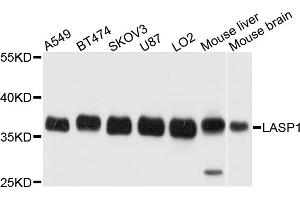 Western blot analysis of extracts of various cell lines, using LASP1 antibody (ABIN5972117) at 1/1000 dilution. (LASP1 抗体)