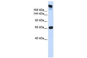 Western Blotting (WB) image for anti-SI antibody (ABIN2458898) (SI 抗体)
