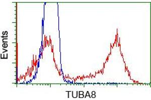 Image no. 1 for anti-Tubulin, alpha 8 (TUBA8) antibody (ABIN1501561) (TUBA8 抗体)