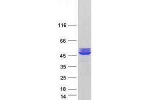 Western Blotting (WB) image for Creatine Kinase, Mitochondrial 2 (Sarcomeric) (CKMT2) (Transcript Variant 2) protein (Myc-DYKDDDDK Tag) (ABIN2712842)