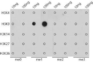 Dot-blot analysis of all sorts of peptides using MonoMethyl-Histone H3-K9 antibody (ABIN7267685) at 1:1000 dilution.