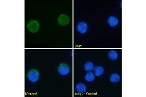 Immunofluorescence staining of fixed mouse splenocytes with anti-PD-1H antibody MH5A. (Recombinant VISTA 抗体)