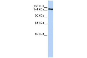 WB Suggested Anti-ZNF236 Antibody Titration:  0. (ZNF236 抗体  (C-Term))