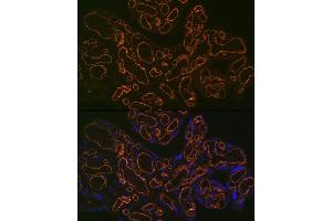 Immunofluorescence analysis of human placenta using CD31/PEC Rabbit mAb (ABIN7269407) at dilution of 1:100 (40x lens). (CD31 抗体)