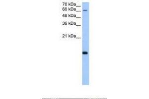 Image no. 1 for anti-Polymerase (RNA) II (DNA Directed) Polypeptide H (POLR2H) (AA 51-100) antibody (ABIN321498) (POLR2H 抗体  (AA 51-100))