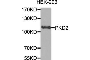 Western Blotting (WB) image for anti-Polycystic Kidney Disease 2 (Autosomal Dominant) (PKD2) antibody (ABIN1874147) (PKD2 抗体)