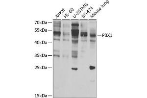 Western blot analysis of extracts of various cell lines, using PBX1 antibody (ABIN6129765, ABIN6145269, ABIN6145270 and ABIN6223473) at 1:1000 dilution. (PBX1 抗体  (AA 311-430))