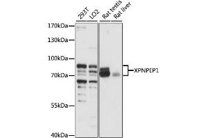 Western blot analysis of extracts of various cell lines, using XPNPEP1 antibody (ABIN7271401) at 1:1000 dilution. (XPNPEP1 抗体  (AA 44-240))