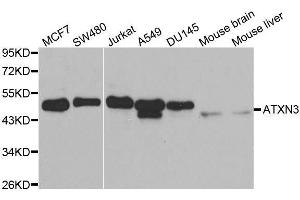Western blot analysis of extracts of various cell lines, using ATXN3 antibody. (Ataxin 3 抗体  (AA 1-364))
