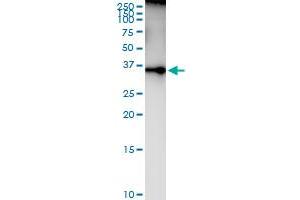 Immunoprecipitation of PLSCR1 transfected lysate using anti-PLSCR1 MaxPab rabbit polyclonal antibody and Protein A Magnetic Bead , and immunoblotted with PLSCR1 purified MaxPab mouse polyclonal antibody (B01P) . (PLSCR1 抗体  (AA 1-318))