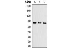 Western blot analysis of KLHL29 expression in HEK293T (A), NS-1 (B), PC12 (C) whole cell lysates. (KLHL29 抗体  (Center))