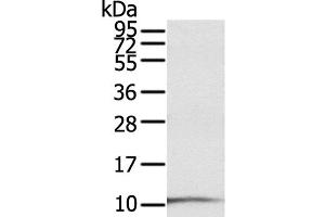 Western Blot analysis of A431 cell using S100P Polyclonal Antibody at dilution of 1:600 (S100P 抗体)