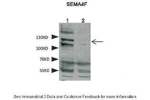 Western Blotting (WB) image for anti-Sema Domain, Immunoglobulin Domain (Ig), Transmembrane Domain (TM) and Short Cytoplasmic Domain, (Semaphorin) 4F (SEMA4F) (N-Term) antibody (ABIN2782624)