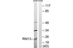 Western blot analysis of extracts from A549 cells, using MRPL13 Antibody. (MRPL13 抗体  (AA 121-170))