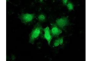 Anti-PNMT mouse monoclonal antibody (ABIN2454538) immunofluorescent staining of COS7 cells transiently transfected by pCMV6-ENTRY PNMT (RC206586). (PNMT 抗体)