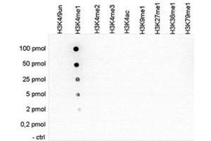 Cross reactivity test using the Histone H3 (K4me1) antibody. (HIST1H3A 抗体  (meLys4))