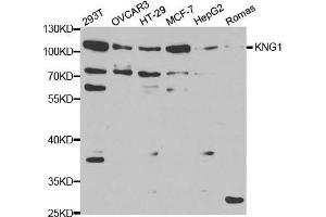Western blot analysis of extracts of various cell lines, using KNG1 antibody. (KNG1 抗体  (AA 148-427))