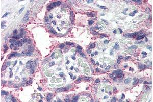 ABIN185524 (5µg/ml) staining of paraffin embedded Human Placenta. (NOTCH3 抗体  (C-Term))