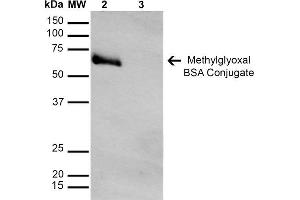 Western Blot analysis of Methylglyoxal-BSA Conjugate showing detection of 67 kDa Methylglyoxal-BSA using Mouse Anti-Methylglyoxal Monoclonal Antibody, Clone 9F11 . (Methylglyoxal (MG) 抗体 (HRP))