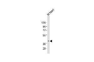 Anti-Bmi1 Antibody (Center)at 1:2000 dilution + mouse heart lysates Lysates/proteins at 20 μg per lane. (BMI1 抗体  (AA 109-143))