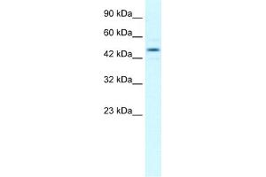 WB Suggested Anti-TCEB1 Antibody Titration:  1. (TCEB1 抗体  (Middle Region))