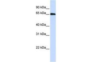 DCAF11 抗体  (N-Term)