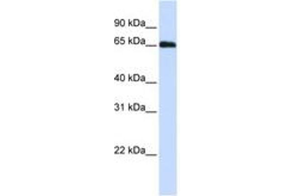 DCAF11 抗体  (N-Term)