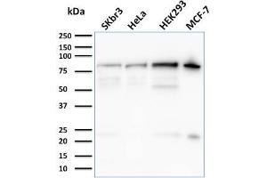 Western Blot Analysis of SKBr-3, HeLa, HEK293, MCF-7 cell lysates using Ezrin Mouse Monoclonal Antibody (CPTC-Ezrin-1). (Ezrin 抗体)