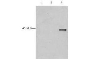 Western blot analysis is shown using  Affinity Purified anti-p28 ING5 antibody to detect over expressed Human ING5 present in HeLa cell nuclear extracts. (ING5 抗体  (AA 127-140))