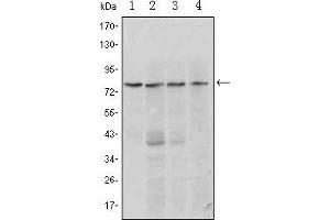 Western Blot showing PRDM1 antibody used against Raji (1, 2), L1210 (3) and TPH-1 (4) cell lysate. (PRDM1 抗体)