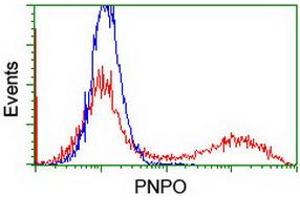HEK293T cells transfected with either RC200133 overexpress plasmid (Red) or empty vector control plasmid (Blue) were immunostained by anti-PNPO antibody (ABIN2454781), and then analyzed by flow cytometry. (PNPO 抗体)