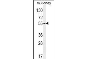 FBXO39 Antibody (C-term) (ABIN654584 and ABIN2844286) western blot analysis in mouse kidney tissue lysates (35 μg/lane). (FBXO39 抗体  (C-Term))